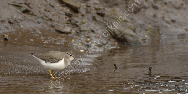 Spotted Sandpiper (1st W)